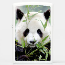 Zippo Lighter Photo panda géant, animaux 0399.