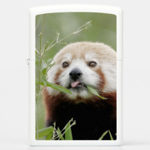 Zippo Lighter Photo panda rouge, animaux 0615.