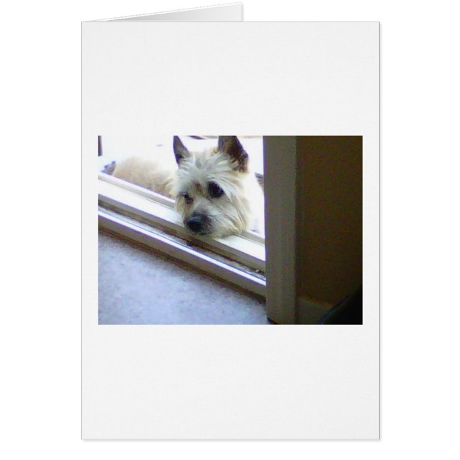Zoe Cairn Terrier (Devant)
