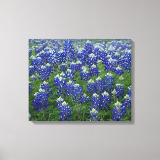 Zone 2 toile étirée de bleuebonnets texans Imprime