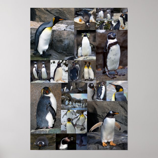 Zoo Penguins Collage Photo Poster (Devant)