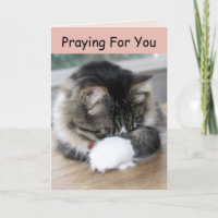 Zorro Kitty Priant Pour Vous Carte