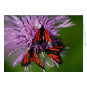 Zygaena purpurpuralis